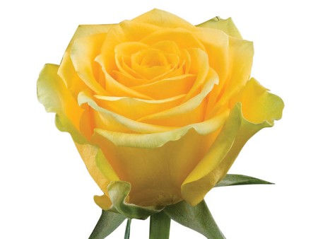 Rosa High Exotic