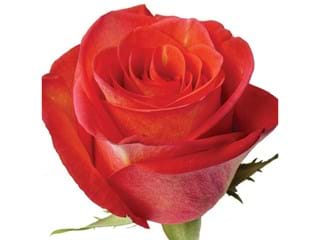 Rosa Hihg & Magic Red