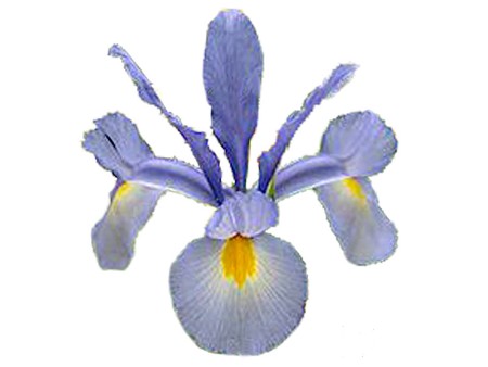 Iris Hilde Garden
