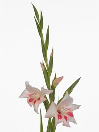 Gladiolus Holland