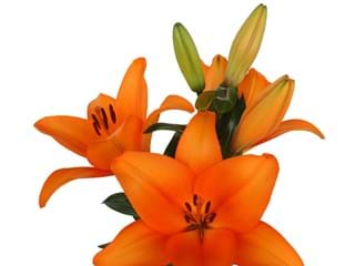 Lilium Az Honesty