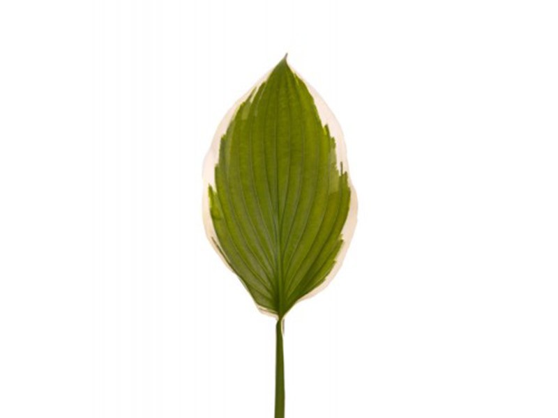 Hosta
