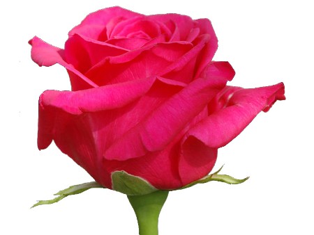 Rosa Hot Shot