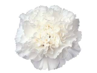 Γαρύφαλλα Hydra