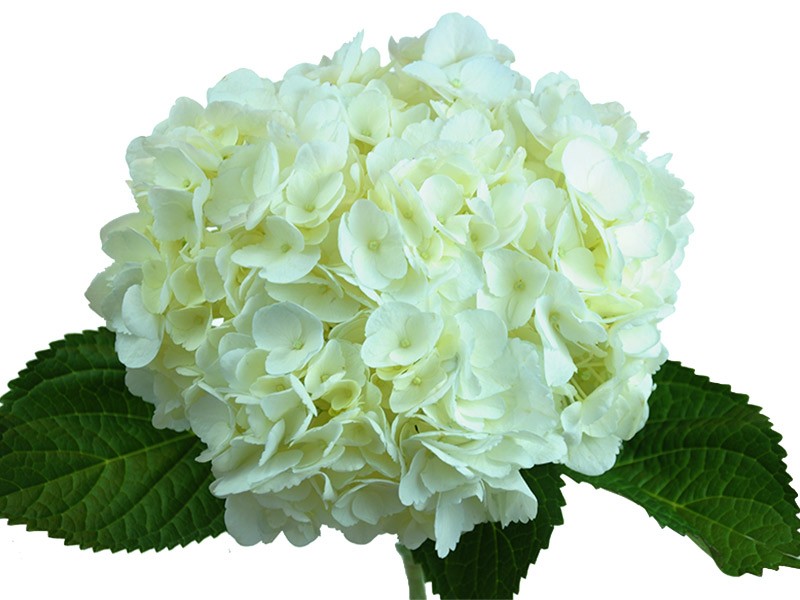 Hydrangea Soeur Therese