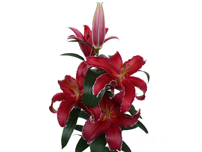 Lilium Or Indiana
