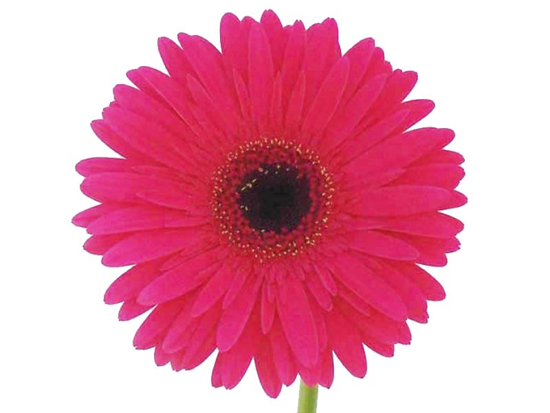 Gerbera Intense
