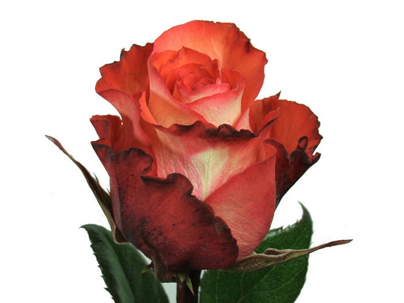 Rosa Iquana