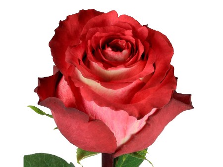 Rosa Iquazu