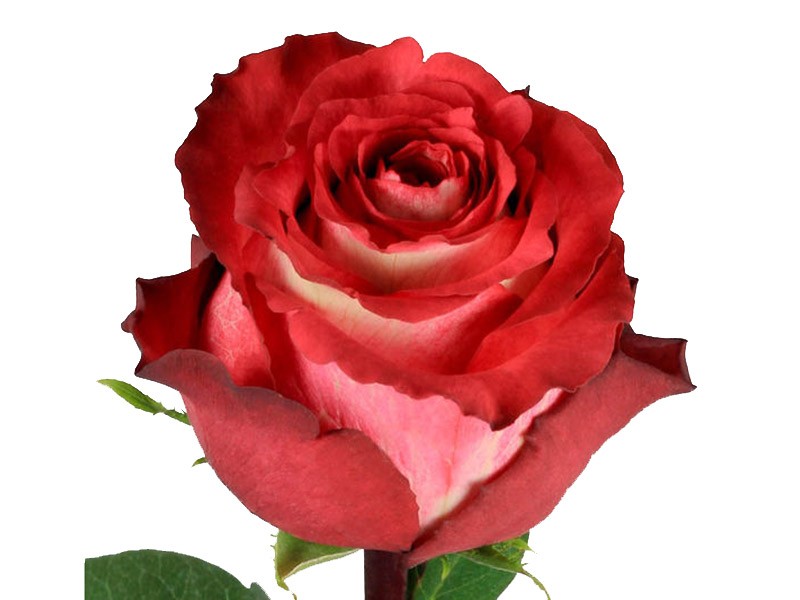 Rosa Iquazu