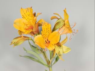 Alstromeria Isis