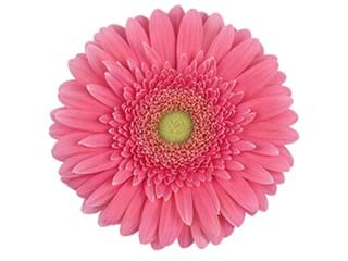 Ζέρμπερες Iwaki