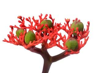 Jatropha