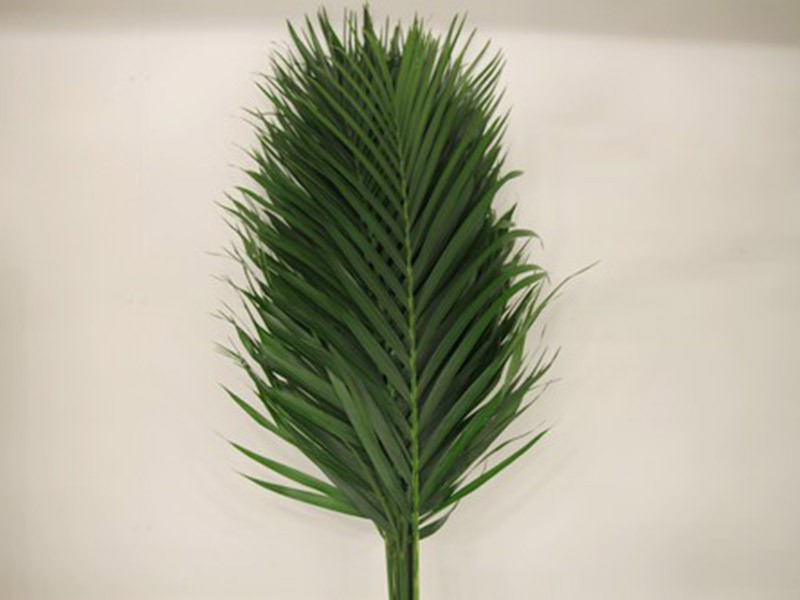 Kentia Catpalm