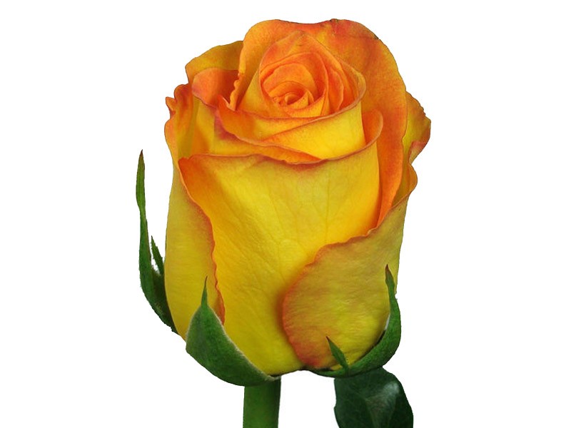 Rosa Kerio