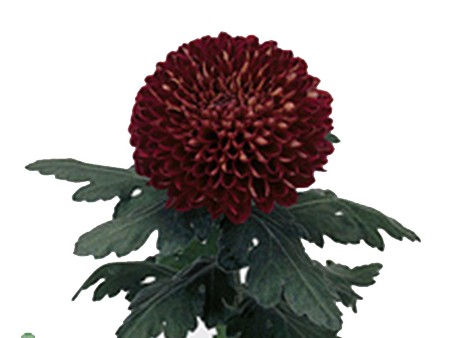 1Hd Chrysanthemum Kirov