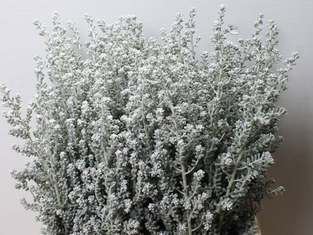 Kochia