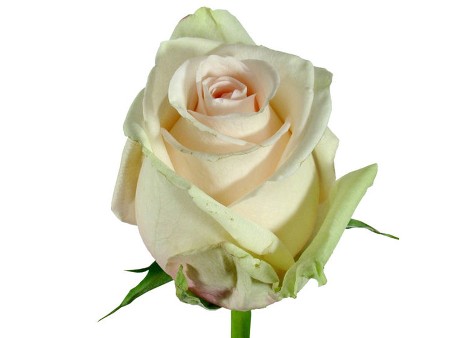 Rosa La Perla