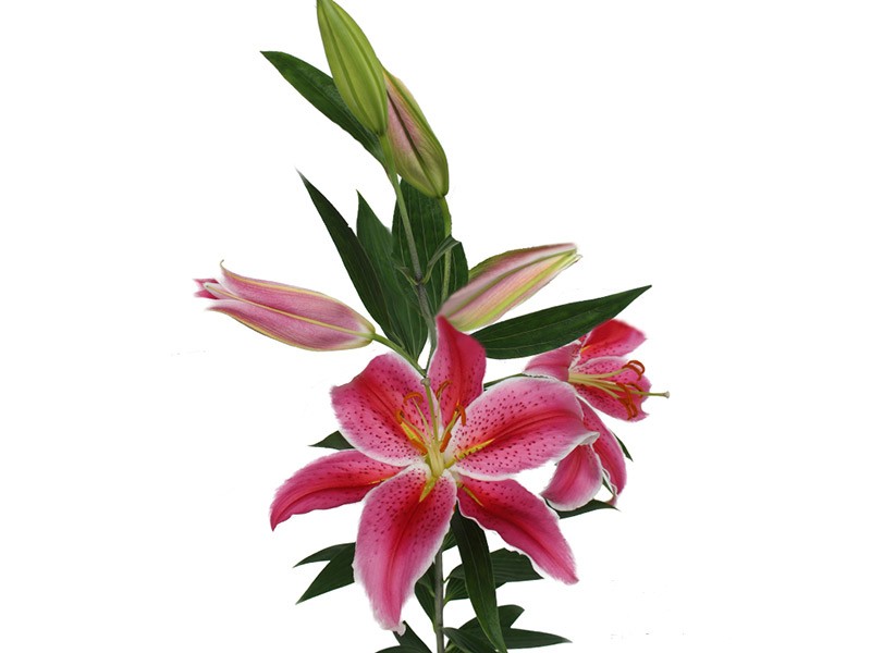 Lilium Or La Mancha