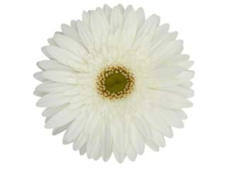 Ζέρμπερες Latara