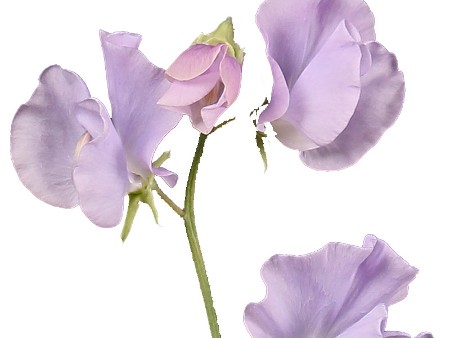Lathurus Lilac