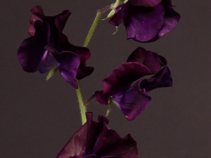 Lathurus Purple