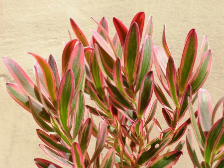 Leucadendron Jester