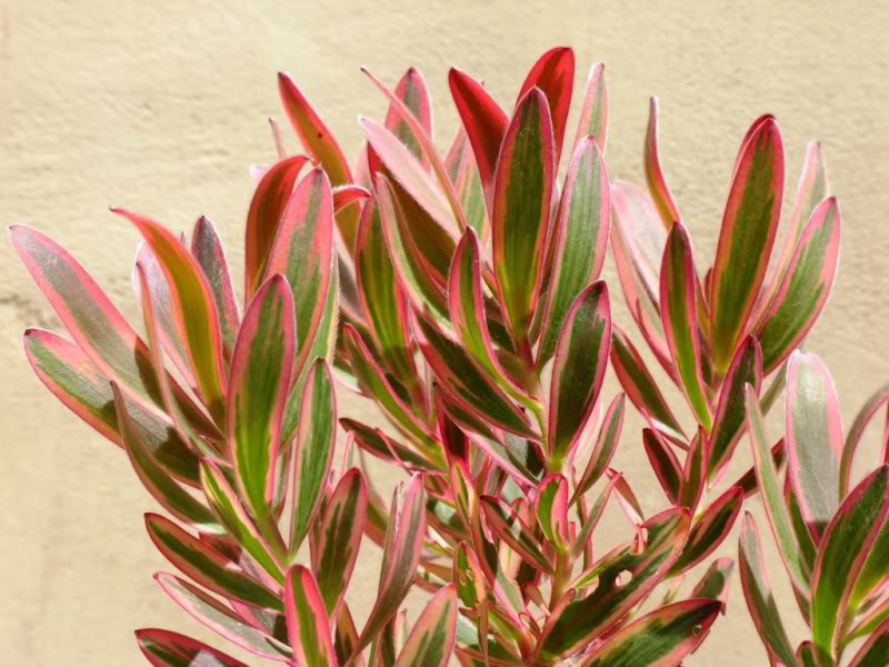 Leucadendron Jester
