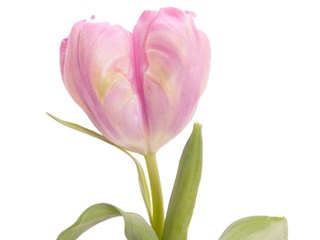 Τουλίπες Lavender Parrot