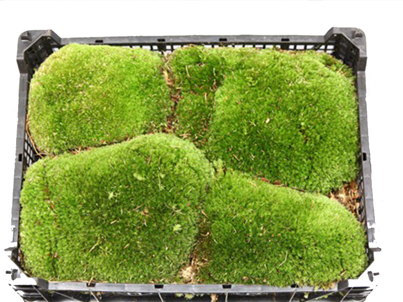 Leacobryum Bol Moss