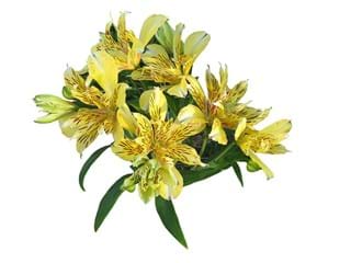 Alstromeria Lemon