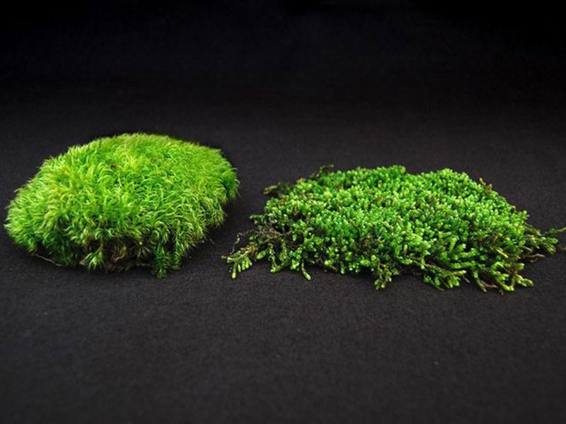 Leacobryum Bol Moss