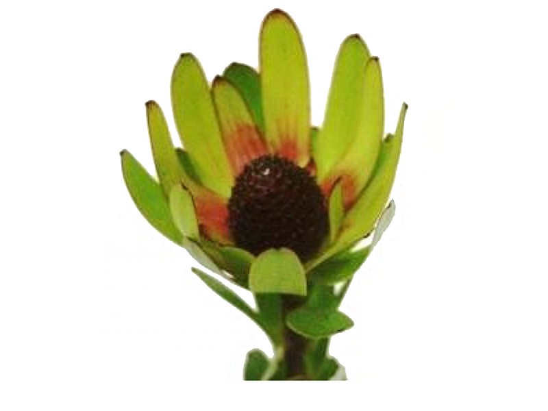 Leucadendron Rosette