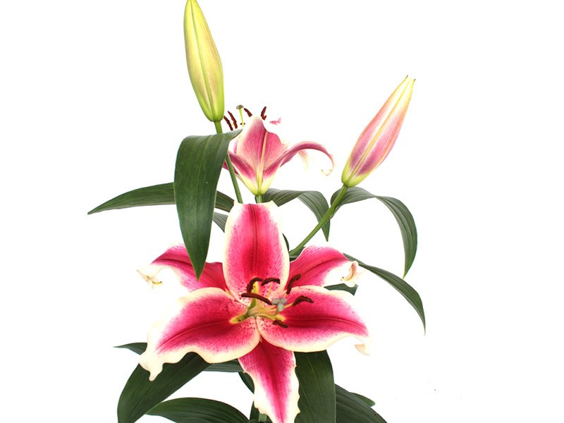 Lilium Or Lifestyle