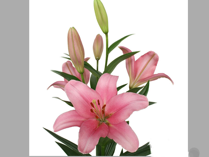 Lilium La Brindisi