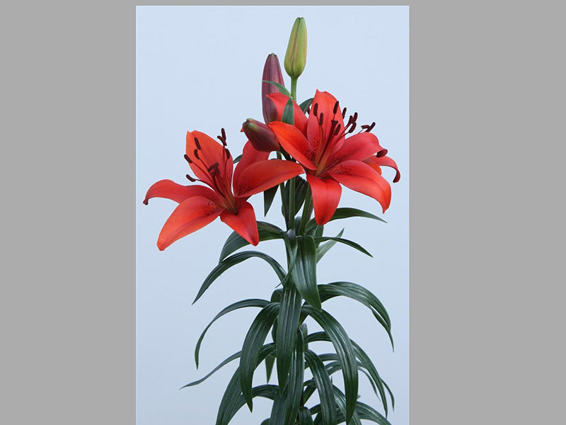 Lilium Az Foreigner