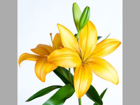 Lilium La Advantage