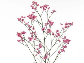 Limonium Pink Diamont