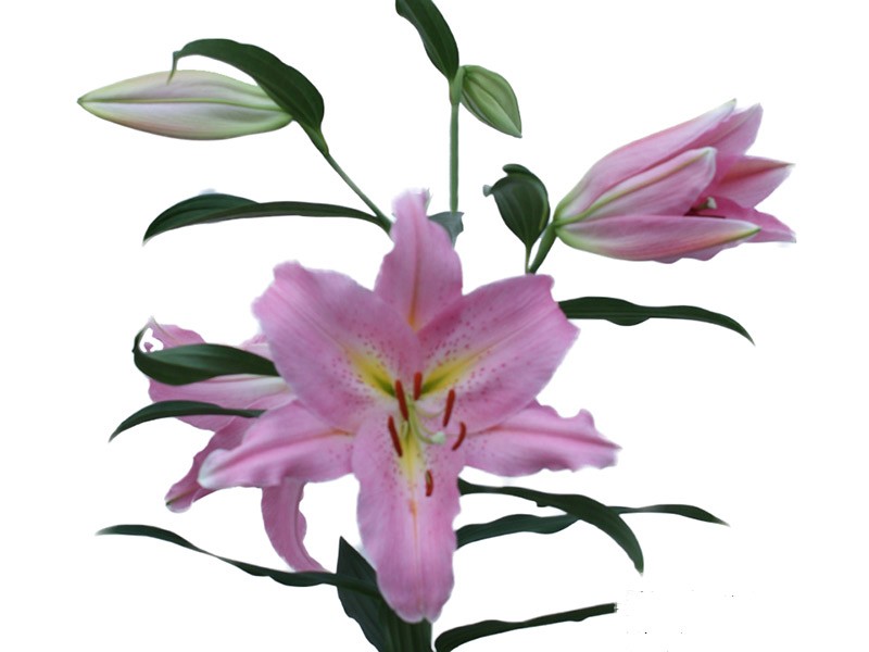 Lilium Or Lombardia