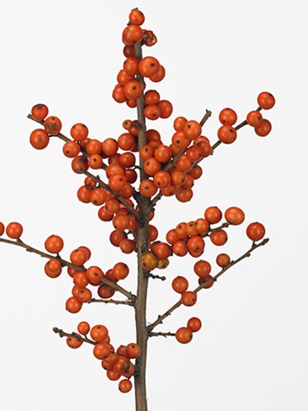 Ilex Verticillata Magical Times
