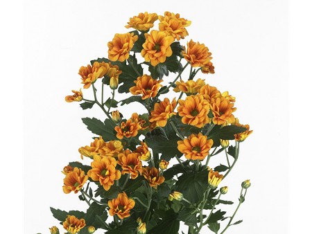 Χρυσάνθεμα Manaqua Orange