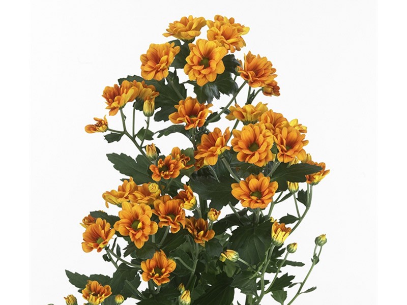 Chr Manaqua Orange