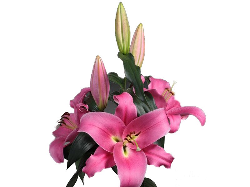 Lilium Or Marianchi