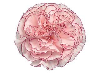 Γαρύφαλλα Maripose