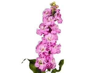 Βιολέτα  Dark Pink