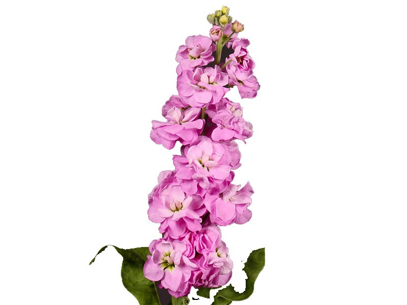 Βιολέτα Dark Pink