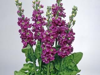 Matthiola Centum Deep Purple