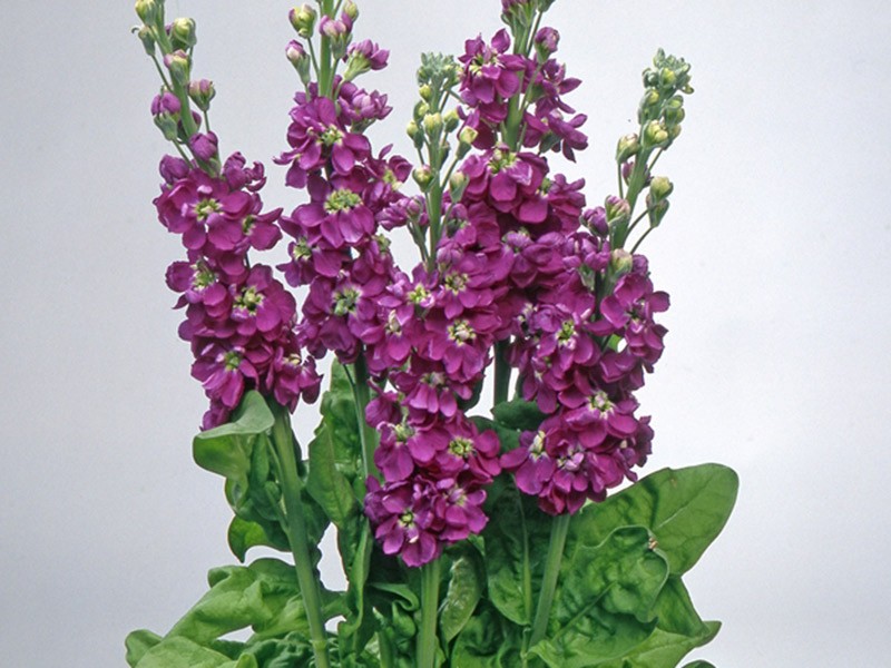 Βιολέτα Lilac