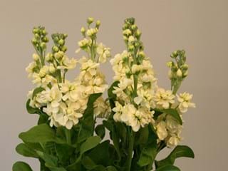 Matthiola Cream