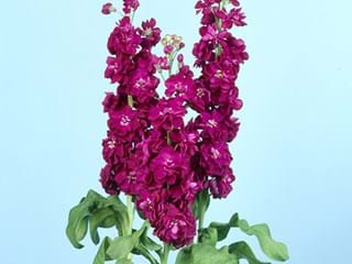 Matthiola Purple